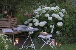 Hydrangea arborescens 'Annabelle' (Strauch - Hortensie), Heuchera