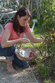 Frau pflückt Tomaten (Lycopersicon) im Bauerngarten