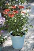 Echinacea purpurea Sombrero 'Salsa' (red coneflower) in a turquoise pot