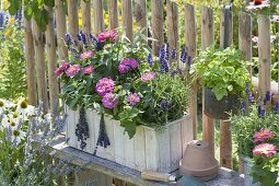 Self-made wooden box with lavender 'Hidcote Blue' (Lavandula), Zinnia