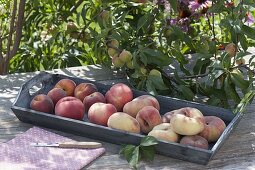 Various peach varieties