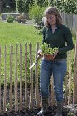 Frau pflanzt Wicken an ländlichen Staketenzaun