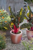 Roter Mangold (Beta vulgaris) in Terracotta-Töpfen