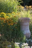 Helenium (Sonnenbraut) mit Gräsern und griechischer Amphore im Beet