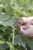 Mann bindet Himbeerruten (Rubus idaeus) an Draht fest