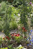 Tomato harvest in organic garden