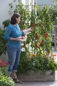 Woman picking tomato 'Himmelsstuermer' (Lycopersicon)