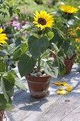 Sowing sunflowers in clay box