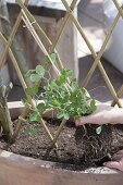 Make your own willow trellis for climbing plants