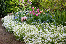 Frühlingsbeet mit Tulipa (Tulpen), Arabis (Gänsekresse), Myosotis (Vergissmeinnicht), Hyacinthus (Hyazinthen) und Narcissus (Narzissen)