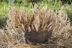 Basket with freshly cut wheat ears (Triticum)