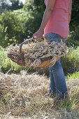 Frau trägt Spankorb mit frisch geschnittenen Weizen-Ähren
