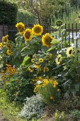 Helianthus annuus 'Sunrich Gold' 'Garden Statement'