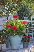 Tropische Pflanze: Haemanthus multiflorus (Blutblume)