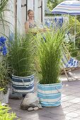 Terrace with grasses as privacy screen