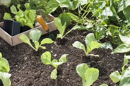 Planting endive lettuce in late summer