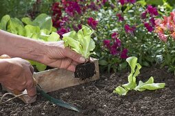 Planting lettuce in the bed in late summer