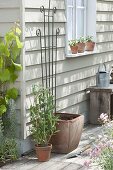 Plant perennial vetch in a terracotta pot with a trellis