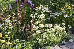 Agastache 'Summer Glow' (scented nettle), Echinacea purpurea 'Meringue'