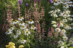 Echinacea purpurea 'Meringue', 'Avalanche' (coneflower), Agastache