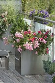 Metal containers on balcony: Rosa 'The Fairy', 'Heidetraum' (Heather Dream)