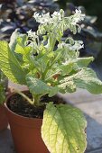 White flowering borage (Borago officinals 'Alba') in clay pot