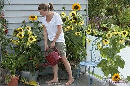 Sunflower balcony: Helianthus 'Garden Statement', 'Sonja'
