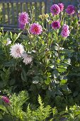 Dahlias in the bed