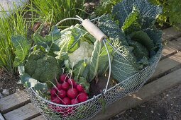Wire basket with freshly picked vegetables
