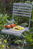 Chair with freshly harvested courgettes and pumpkins (Cucurbita) in the bed