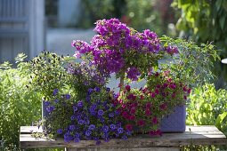 Kasten bepflanzt mit Bougainvillea, Capsicum (Zierpaprika)