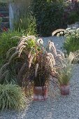 Pennisetum rubrum (Rotes Federborstengras) und Stipa (Haargras)