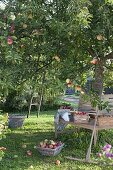 Apple harvest - woman picking apples, boxes of freshly picked apples