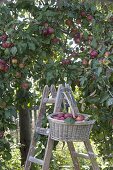 Apple harvest: basket with apples (Malus) on ladder under apple tree