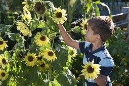 Boy picking Helianthus (sunflowers)