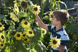 Junge pflückt Helianthus (Sonnenblumen)