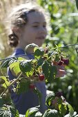 Mädchen pflückt Himbeeren (Rubus)