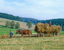 Bringing in hay with horses and ladder wagons like in grandma's days