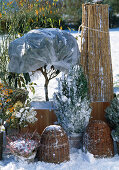 Overwintering shrubs with root ball protection outdoors: Rhododendron, Pyracantha, Rose