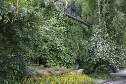 Hausfassade bewachsen mit Aristolochia (Pfeiffenwinde), Hydrangea petiolaris