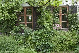 House wall overgrown with clematis (woodland vine), bed with pinks