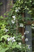 Clematis viticella (Waldrebe) neben Fenster an der Hauswand