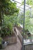 Lean-to greenhouse with grapes and raised beds