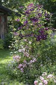 Clematis viticella 'Etoile Violette' (Waldrebe) neben Rosa (Rose), Geranium