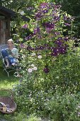 Clematis viticella 'Etoile Violette' (Waldrebe) neben Rosa (Rose), Geranium