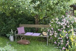 Bench under apple tree (Malus), Rosa 'Raubritter' (Robber Baron)