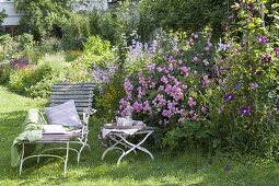 Rosa 'Raubritter' (Rose of the Robber Baron), Lysimachia (Golden field plant)