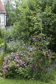 Pink (rose) with clematis (woodland vine), behind apple tree (Malus)