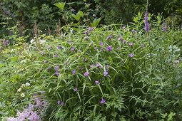 Tradescantia (three-master flower) and Lythrum (purple loosestrife)