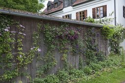 Bretterwand von Gartenhaus bewachsen mit Clematis (Waldrebe)